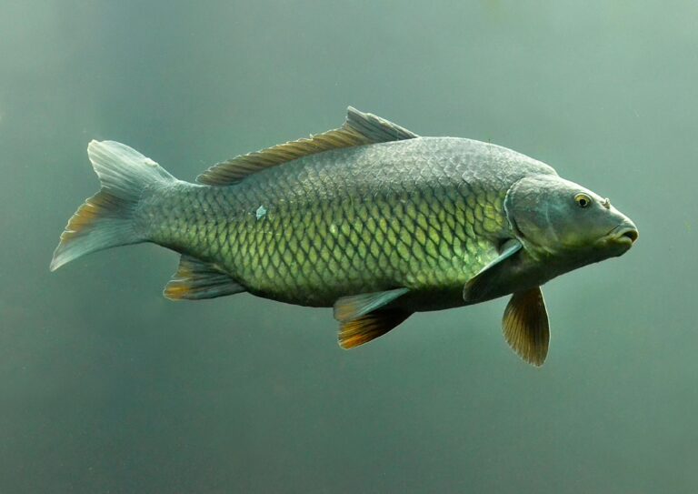 uk carp